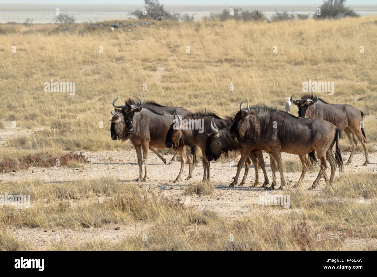 gnu in the savannah of etosha park in namibia Stock Photo