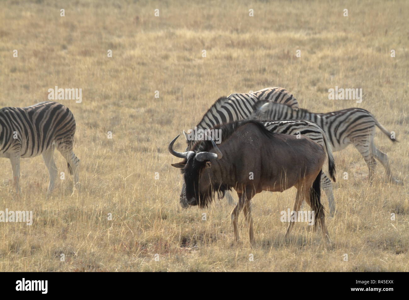 gnu in the savannah of etosha park in namibia Stock Photo