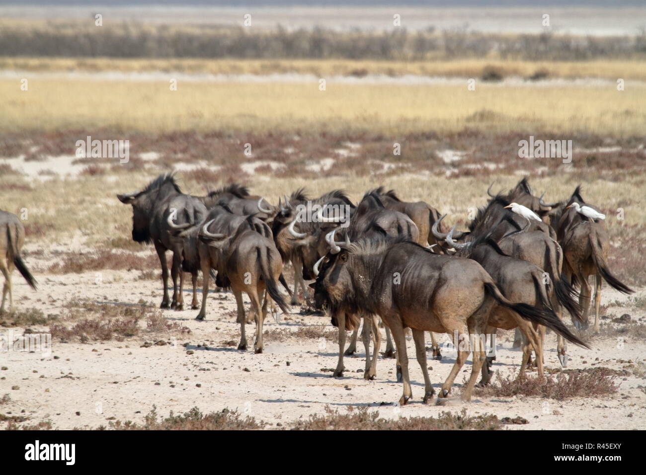 gnu in the savannah of etosha park in namibia Stock Photo