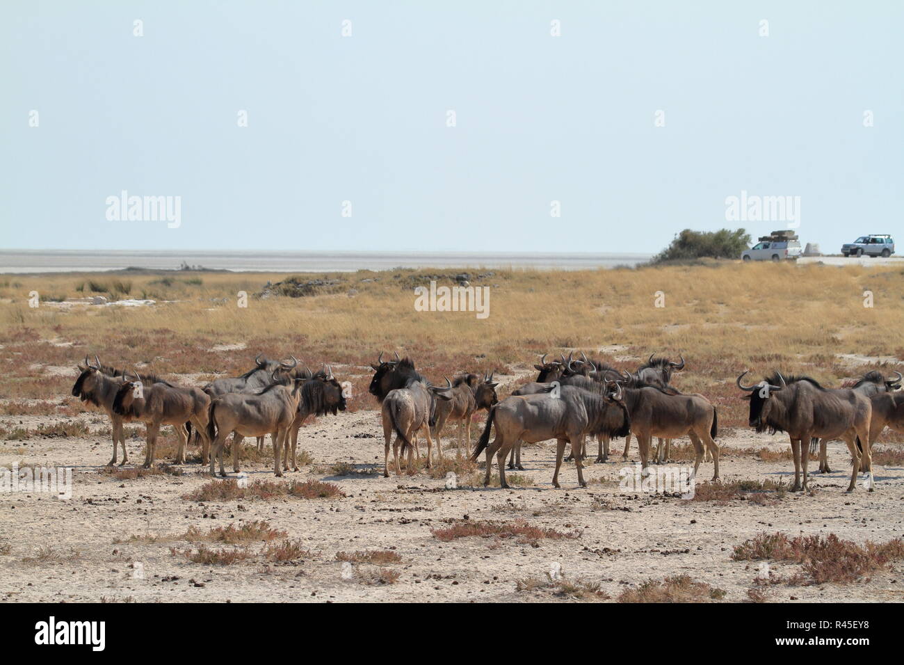 gnu in the savannah of etosha park in namibia Stock Photo