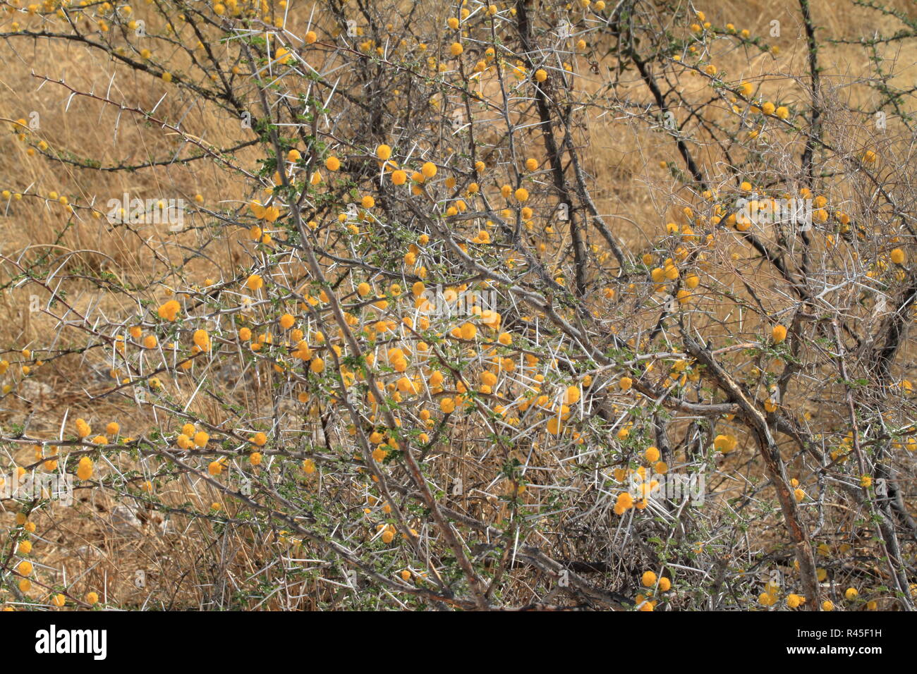 Acacia tortilis savannah hi-res stock photography and images - Alamy