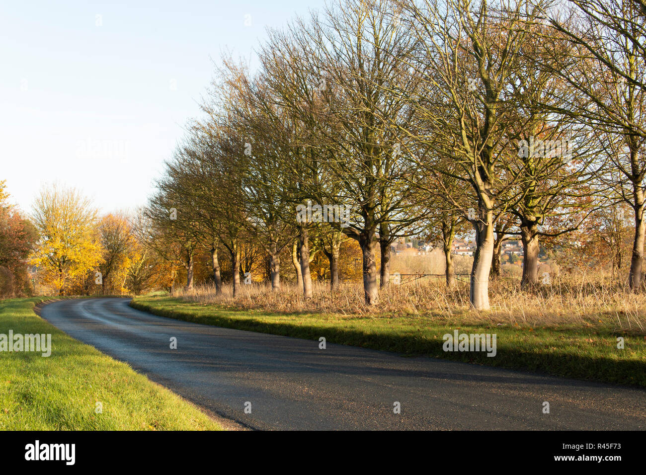 An image of trees alongside the road from Stoughton to Thurnby, Leicestershire, England, UK Stock Photo