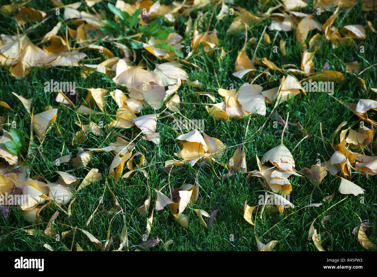ginkgo leaves Stock Photo