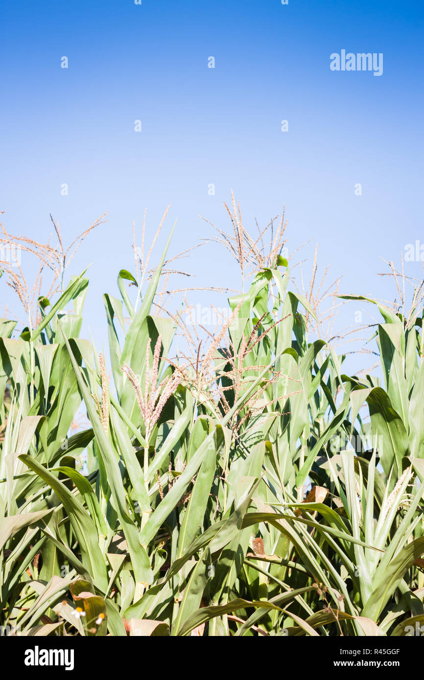 Green field of corn growing up Stock Photo - Alamy