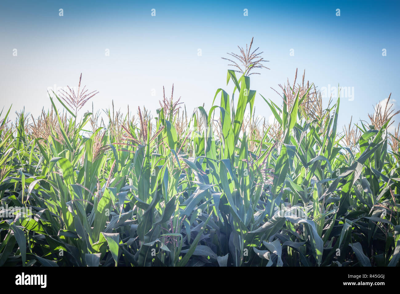 Green field of corn growing up Stock Photo - Alamy