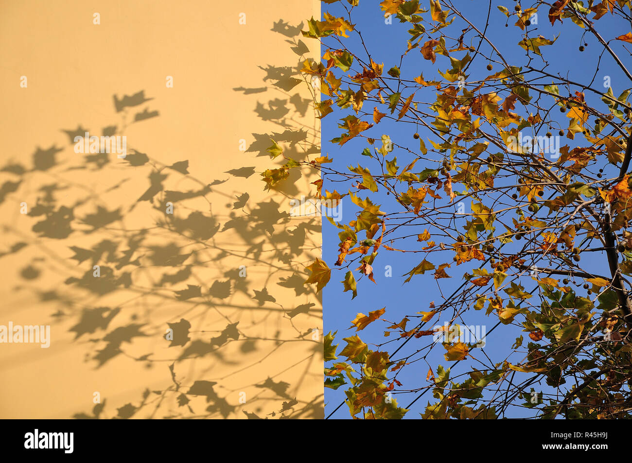 Shadows from leaf on a wall Stock Photo