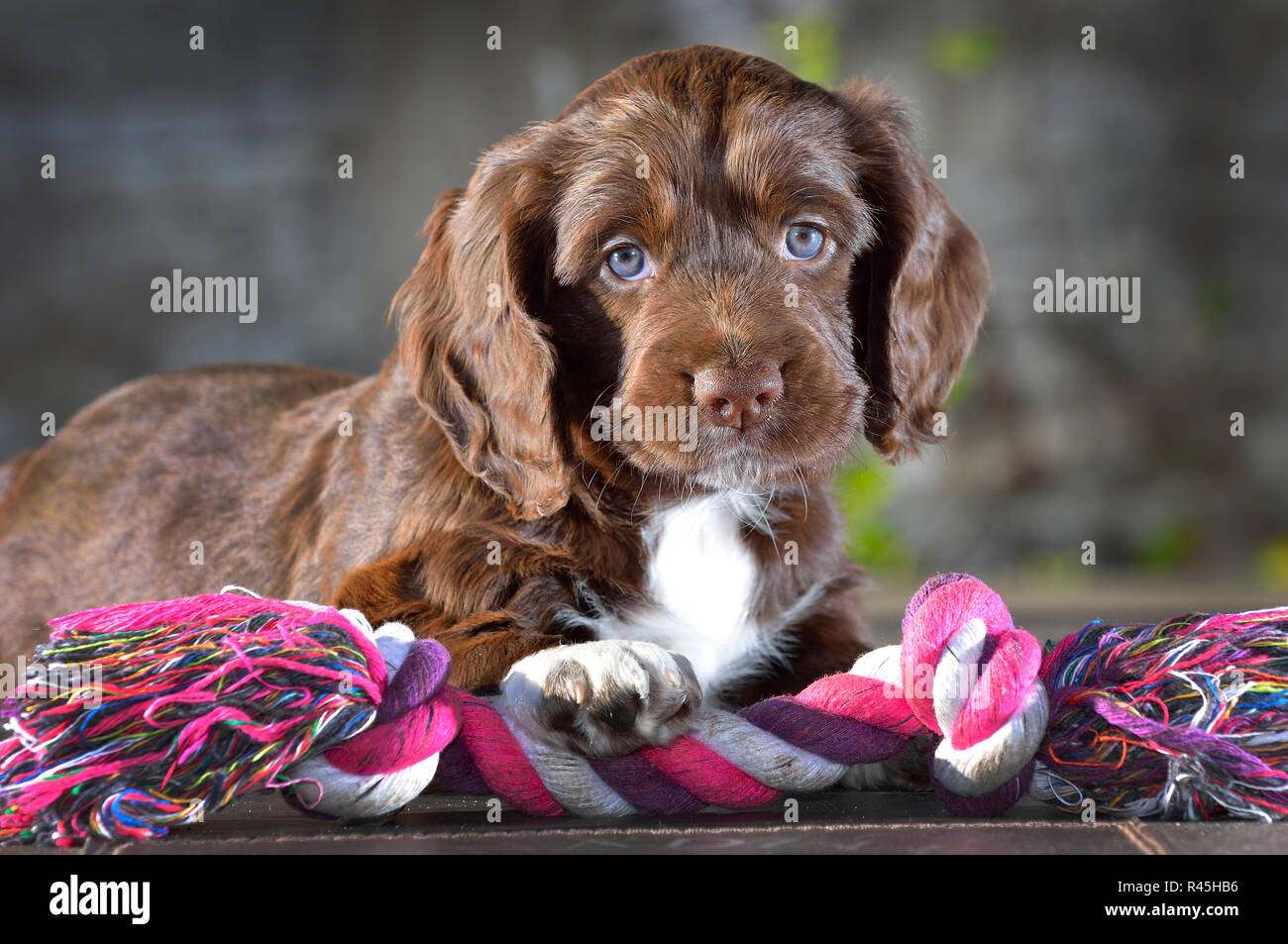Sprocket Spaniel Puppy Stock Photo