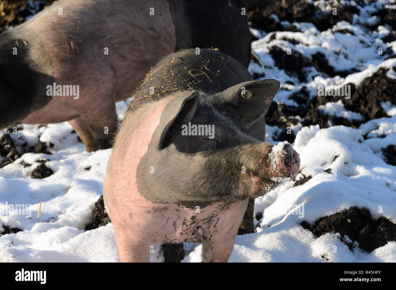 Free range pigs outside in the winter snow Stock Photo Alamy