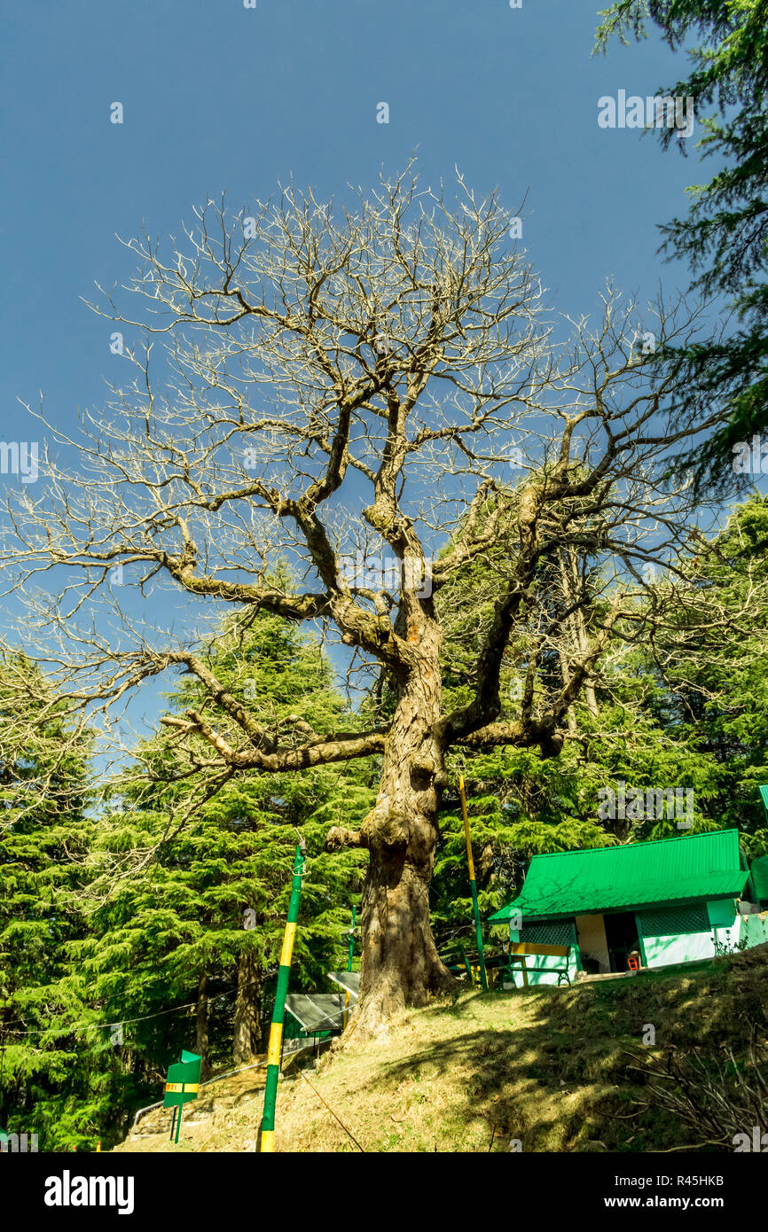 Kalatop Wildlife Sanctuary- a lone tree Stock Photo
