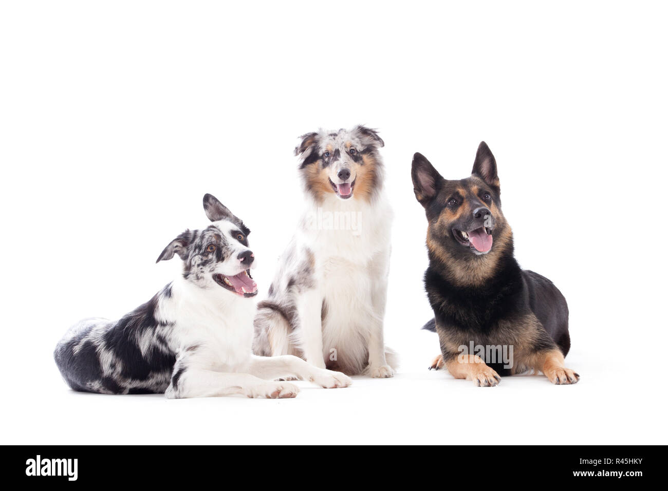 Merle Sheppard 2 dogs blue merle and sheppard Stock Photo - Alamy