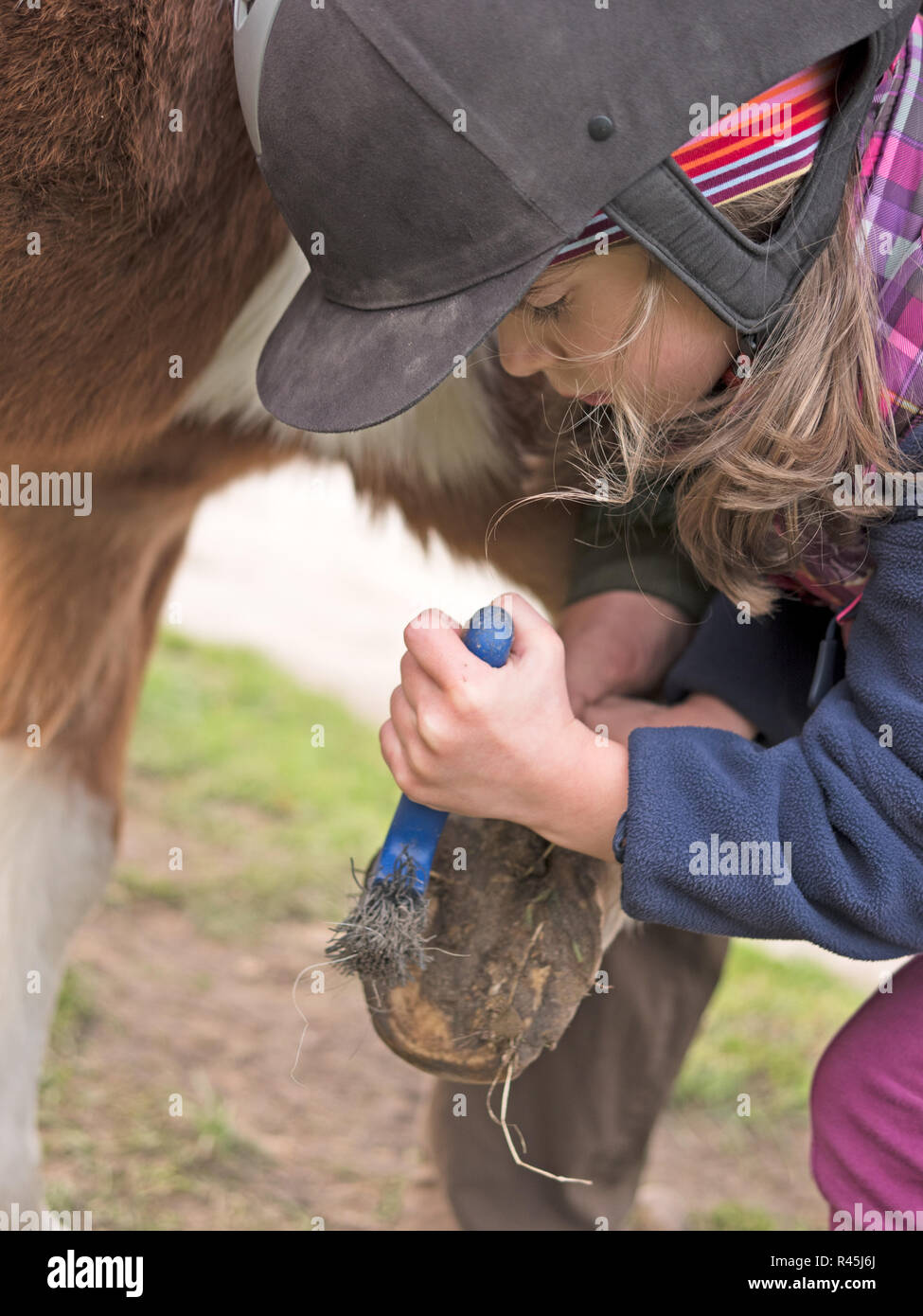 child scratches horse's hooves from Stock Photo Alamy