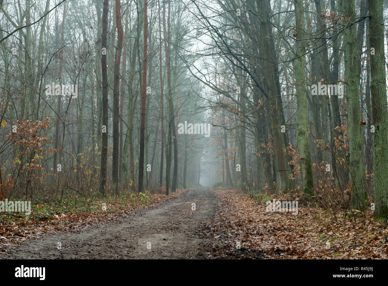 Dark foggy country road hi-res stock photography and images - Alamy