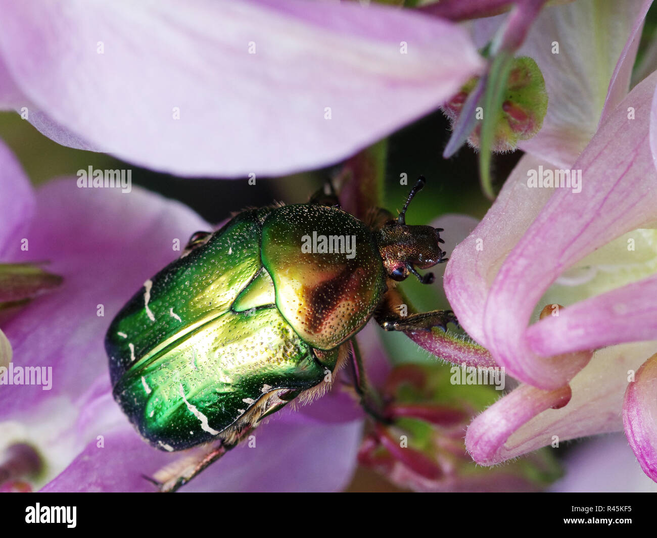 gold shiny rose beetle Stock Photo Alamy