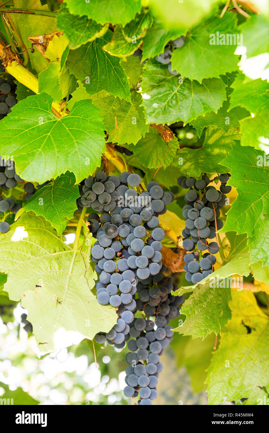 Bunch of lilac grapes in vineyard Stock Photo - Alamy