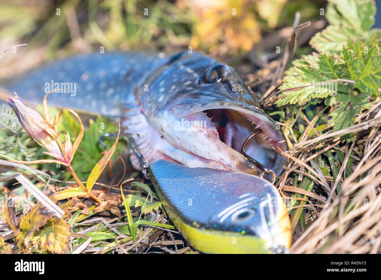 Pike on grass with bait in a mouth Stock Photo