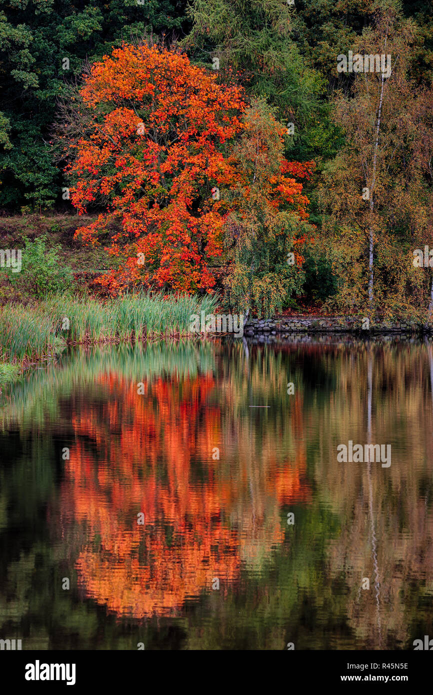 Schilf im teich hires stock photography and images Alamy