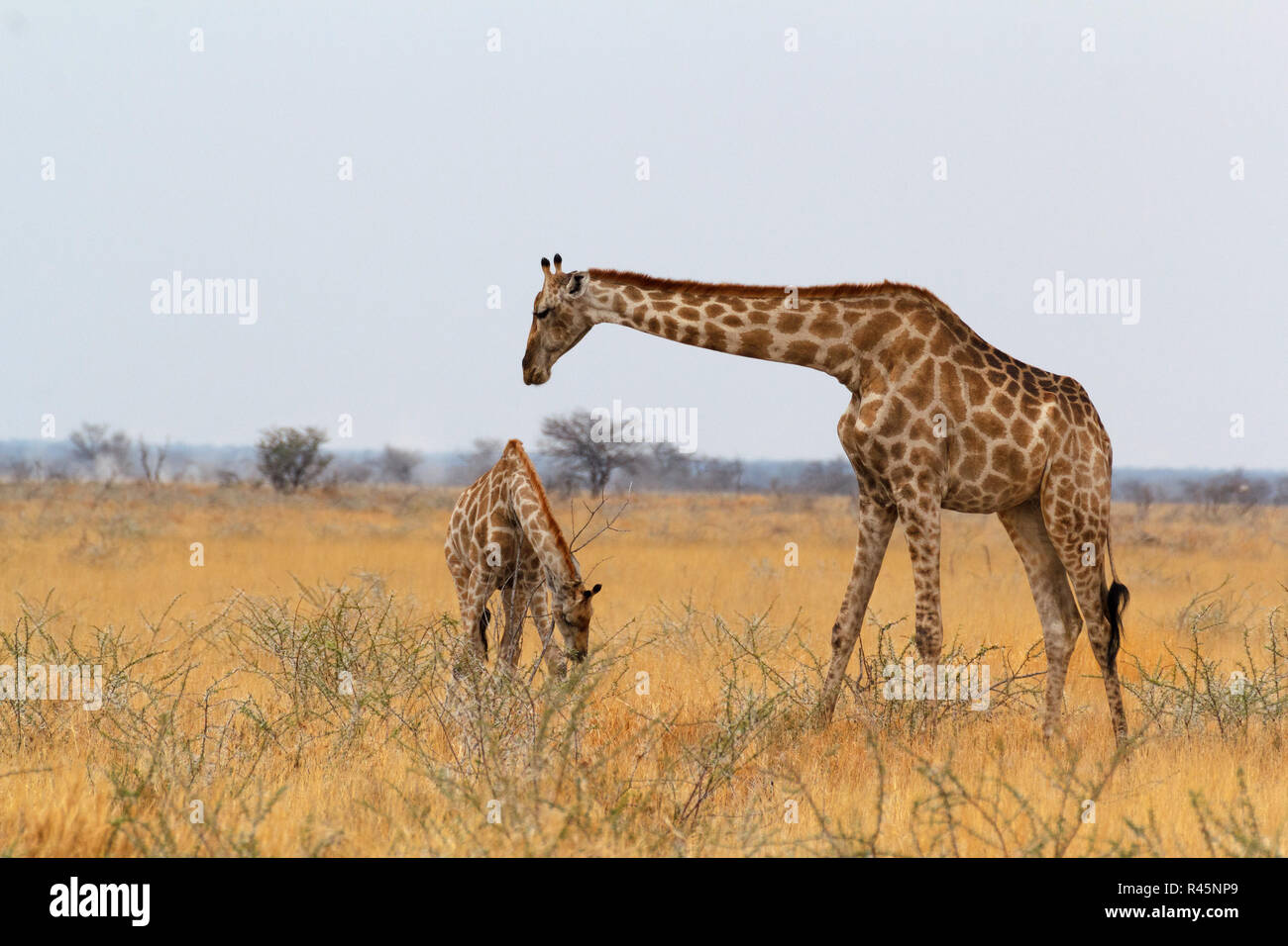 adult female giraffe with calf grazzing Stock Photo