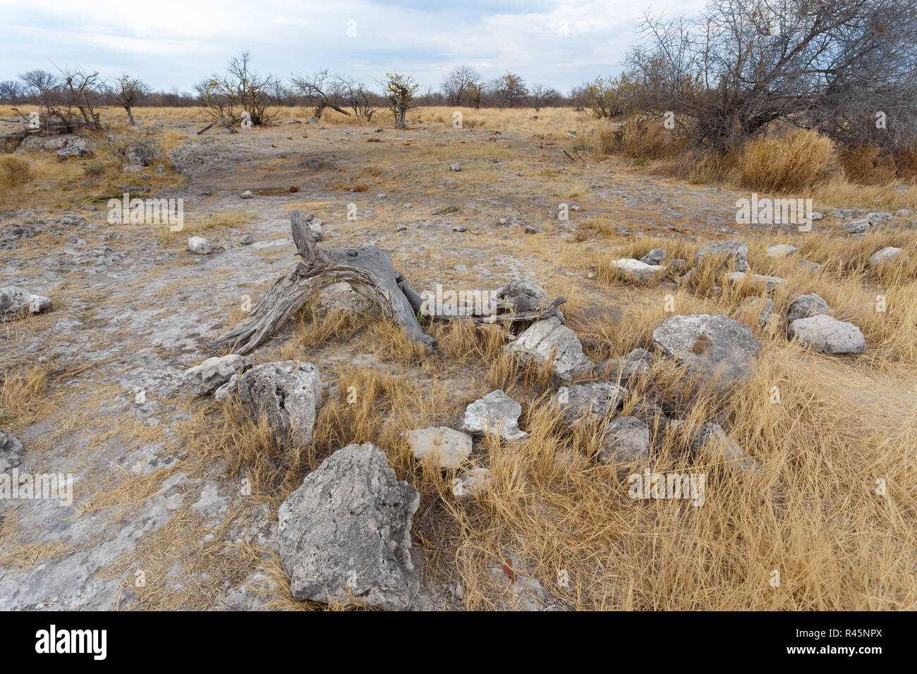 landscape namibia game reserve Stock Photo