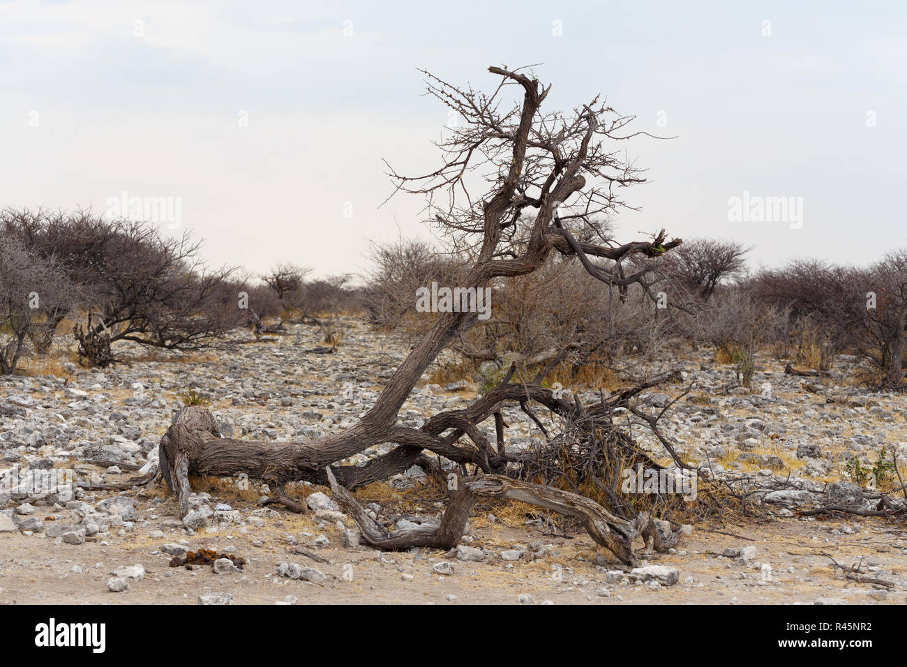 landscape namibia game reserve Stock Photo - Alamy
