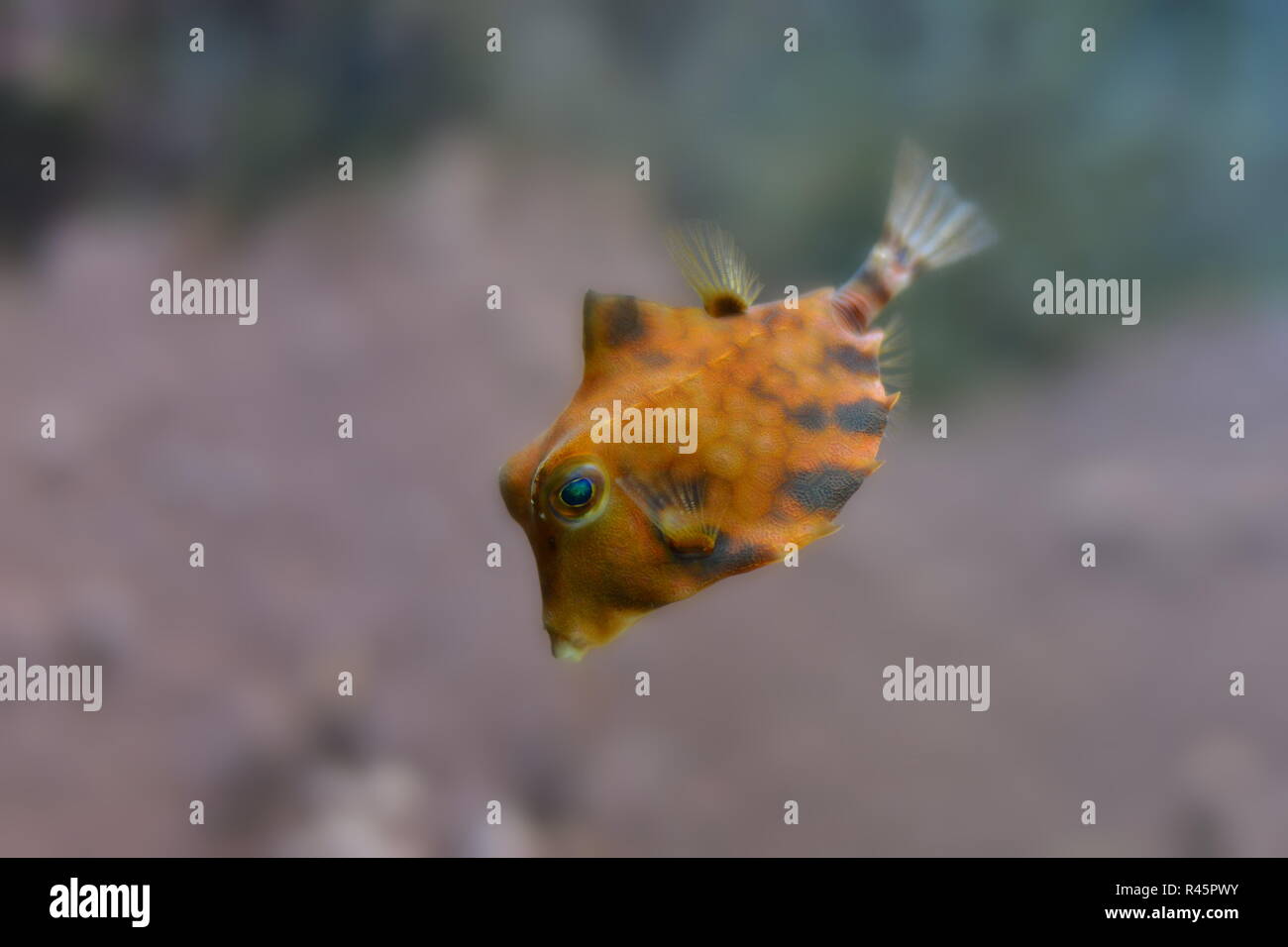 boxfish Stock Photo Alamy