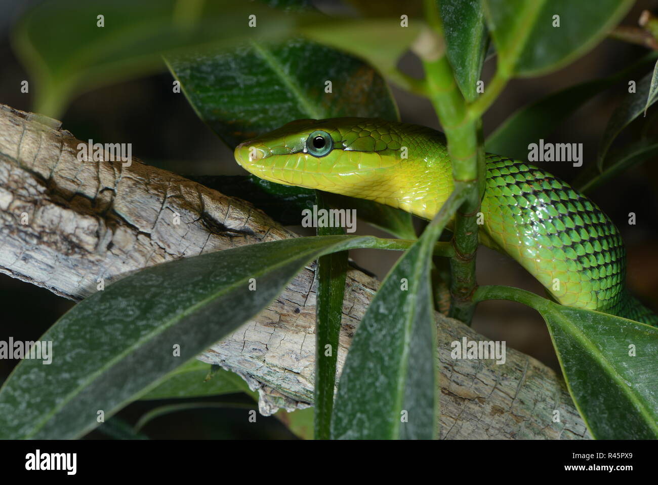 green spitzkopf snake Stock Photo