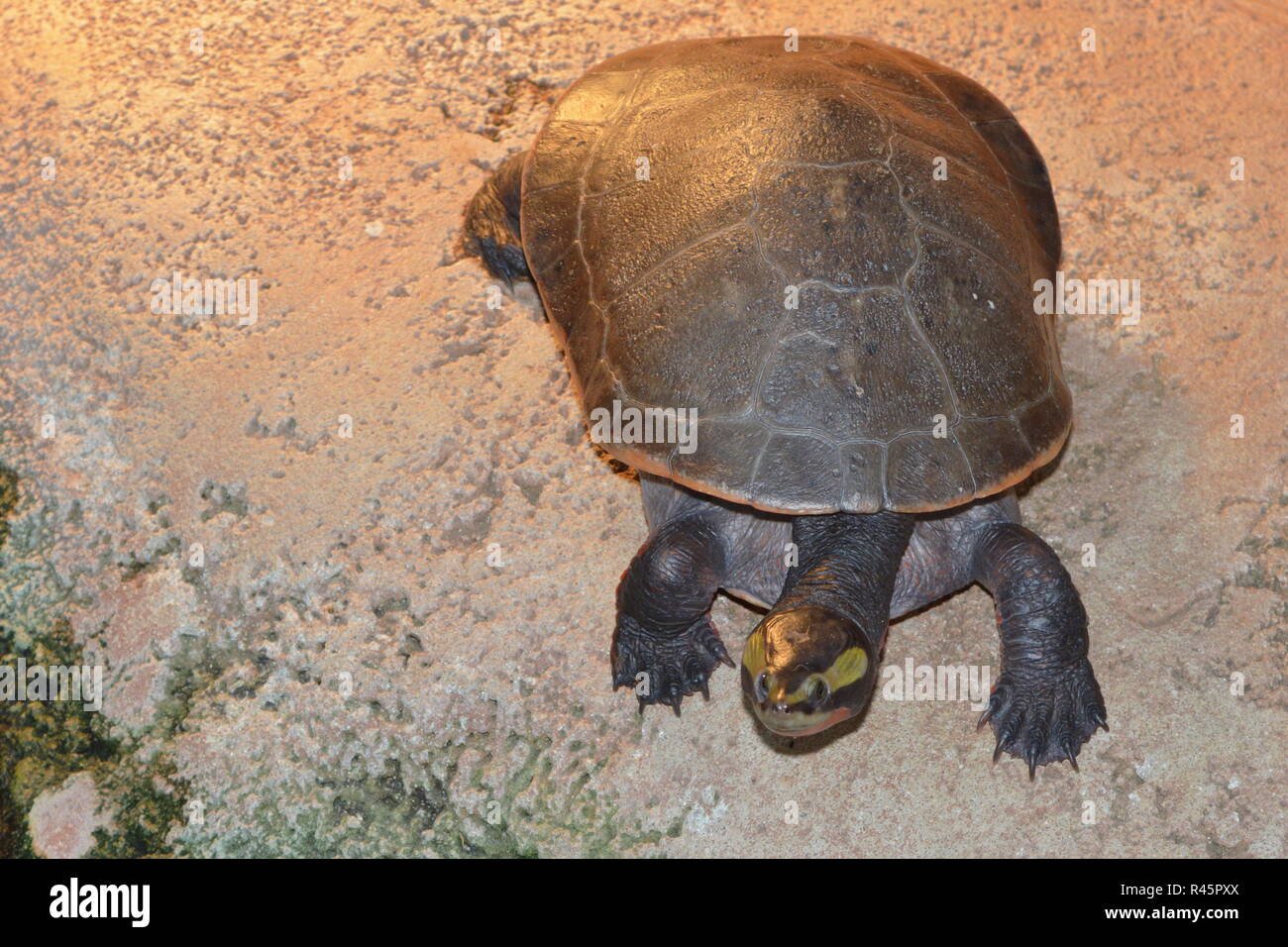Pleurodira hires stock photography and images Alamy