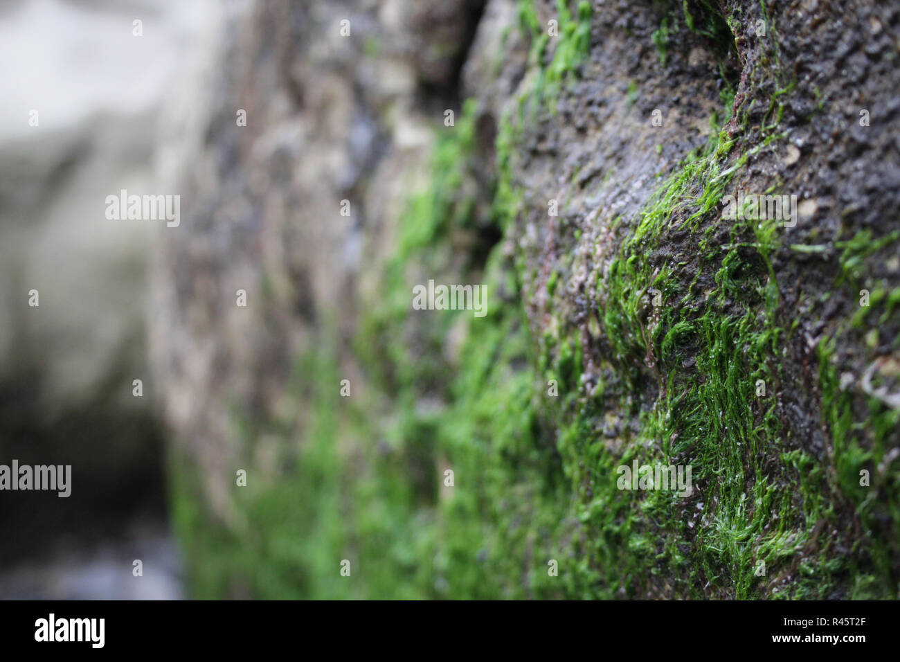 closeup of green algae growing on rock at beach Stock Photo Alamy