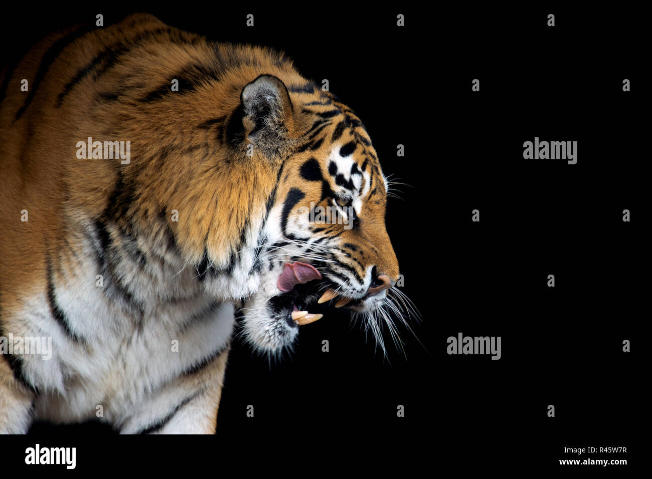 Beautiful tiger portrait on black background Stock Photo