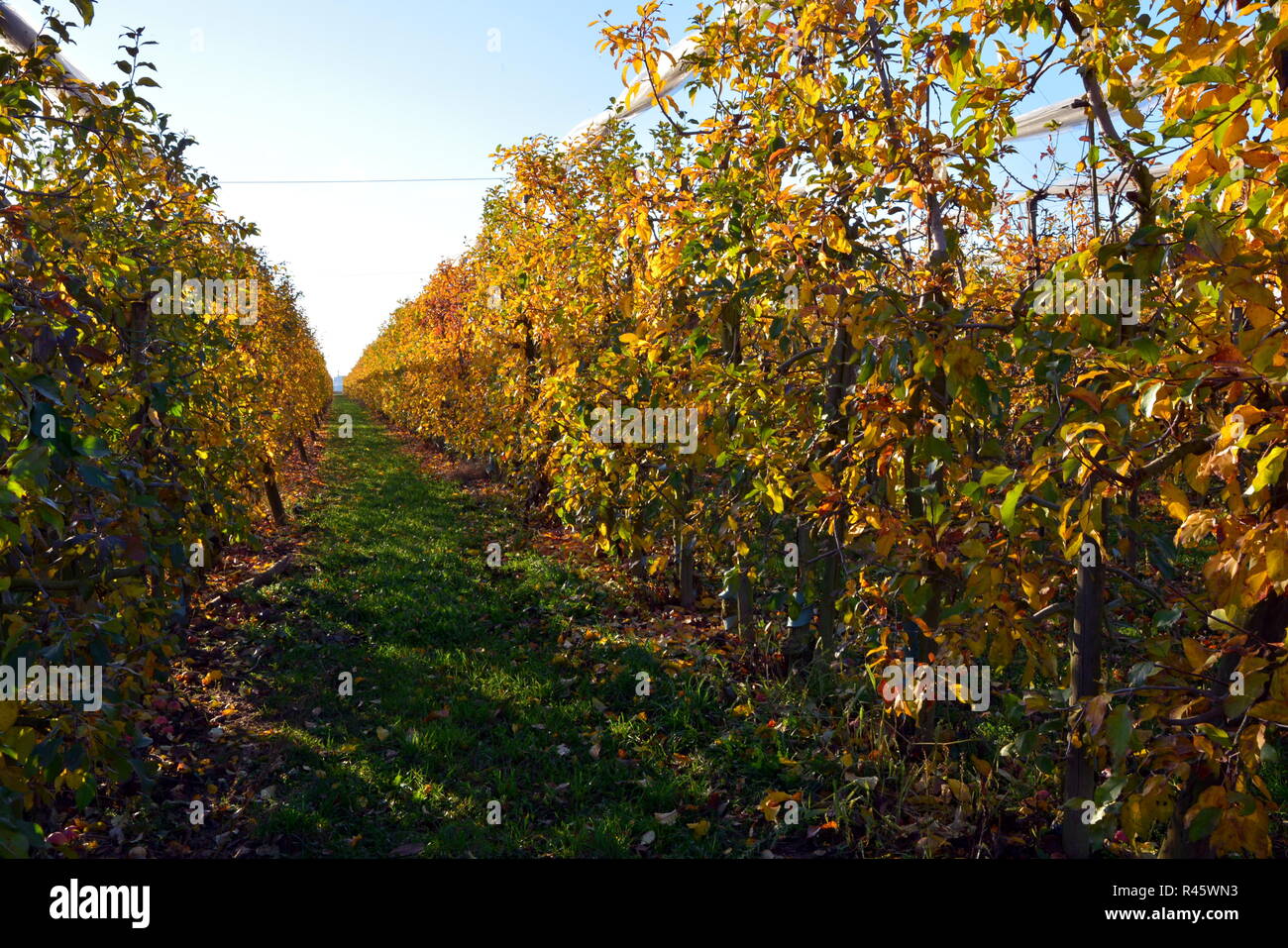 apple tree plantation in autumn Stock Photo