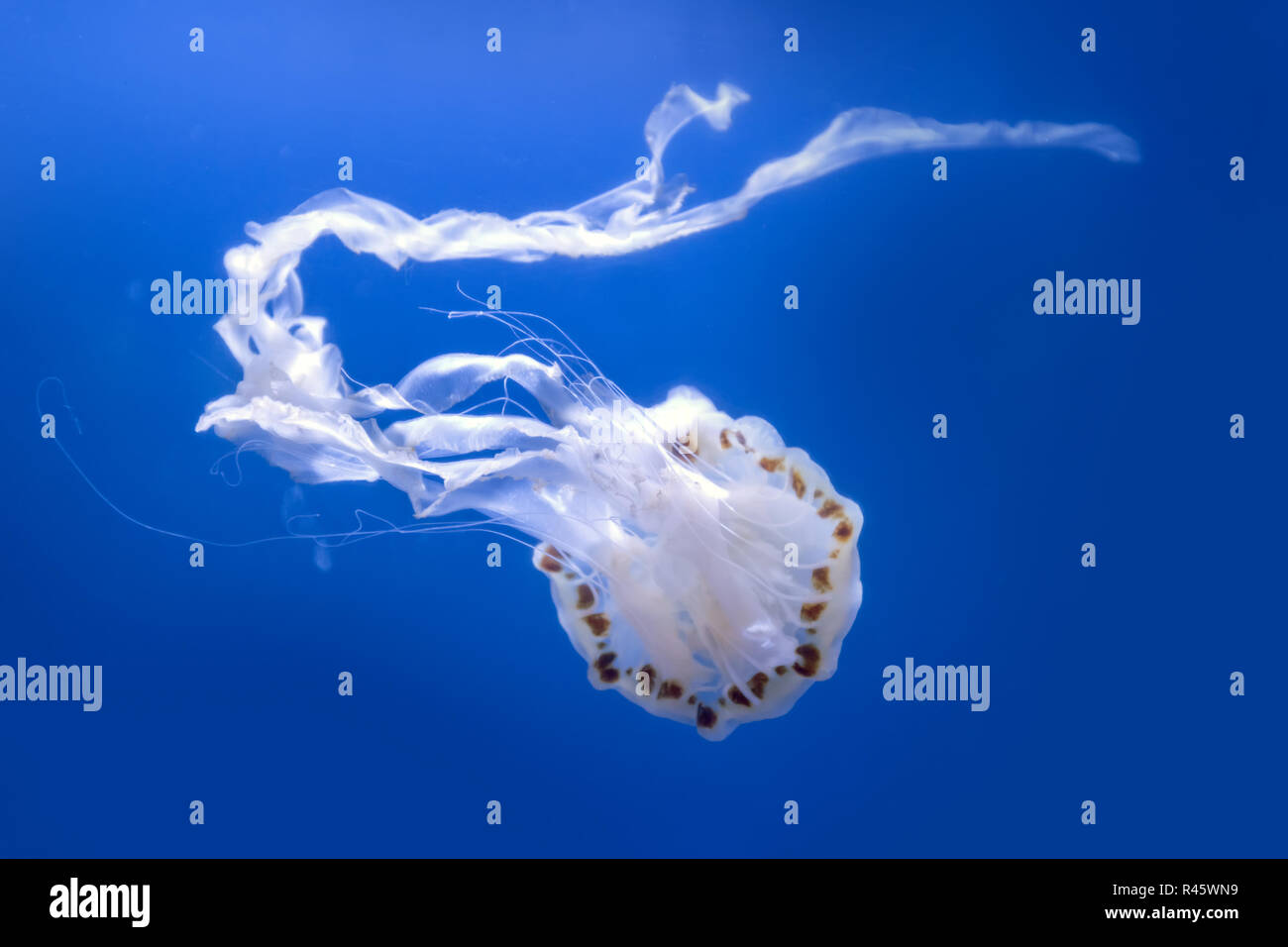 Atlantic sea nettle jellyfish, Chrysaora quinquecirrha, swims by undulating Stock Photo