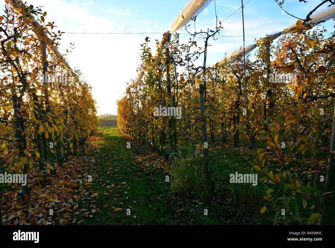 apple tree plantation herxheimweyher in autumn Stock Photo