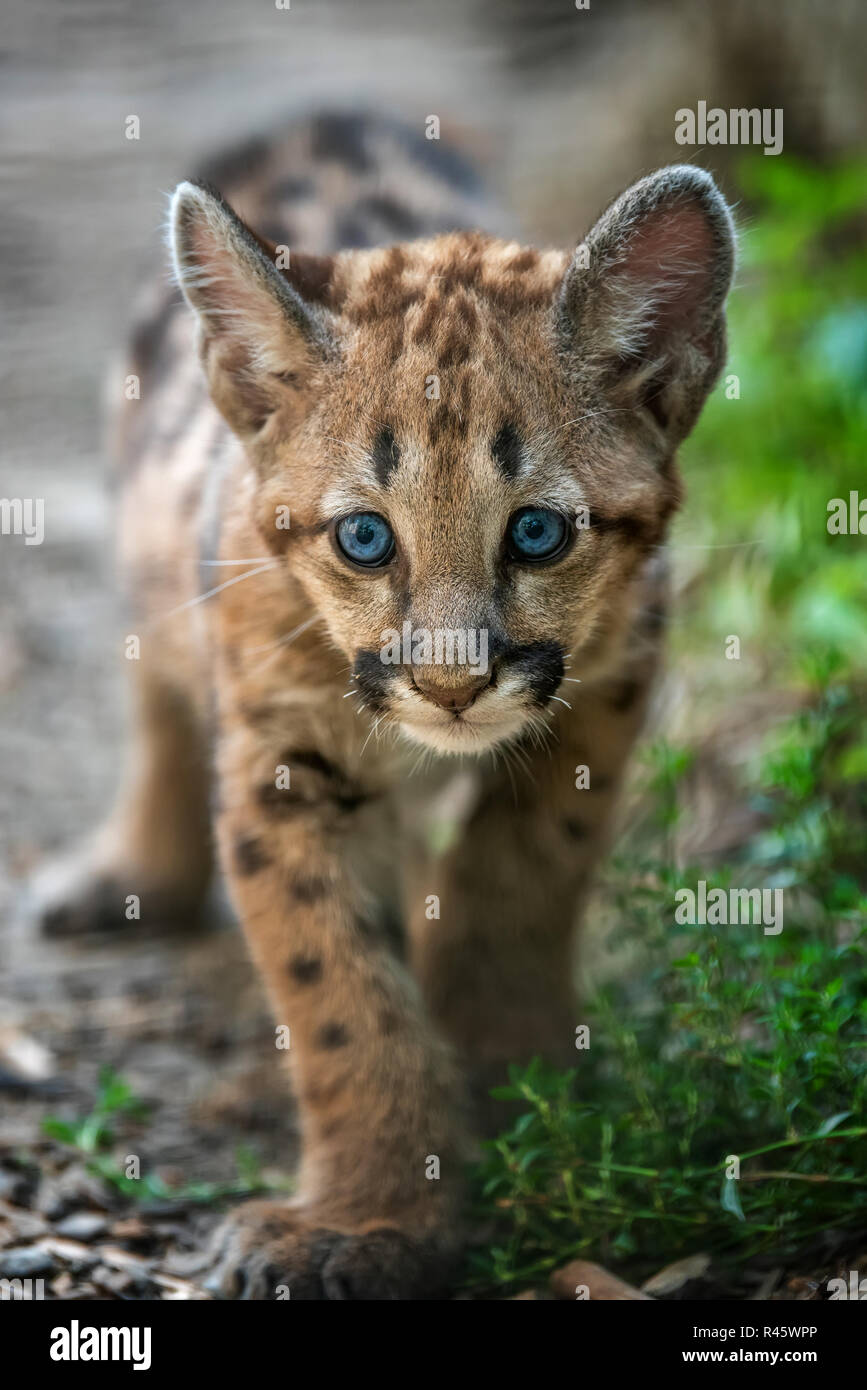 Baby puma hi-res stock photography and images - Alamy