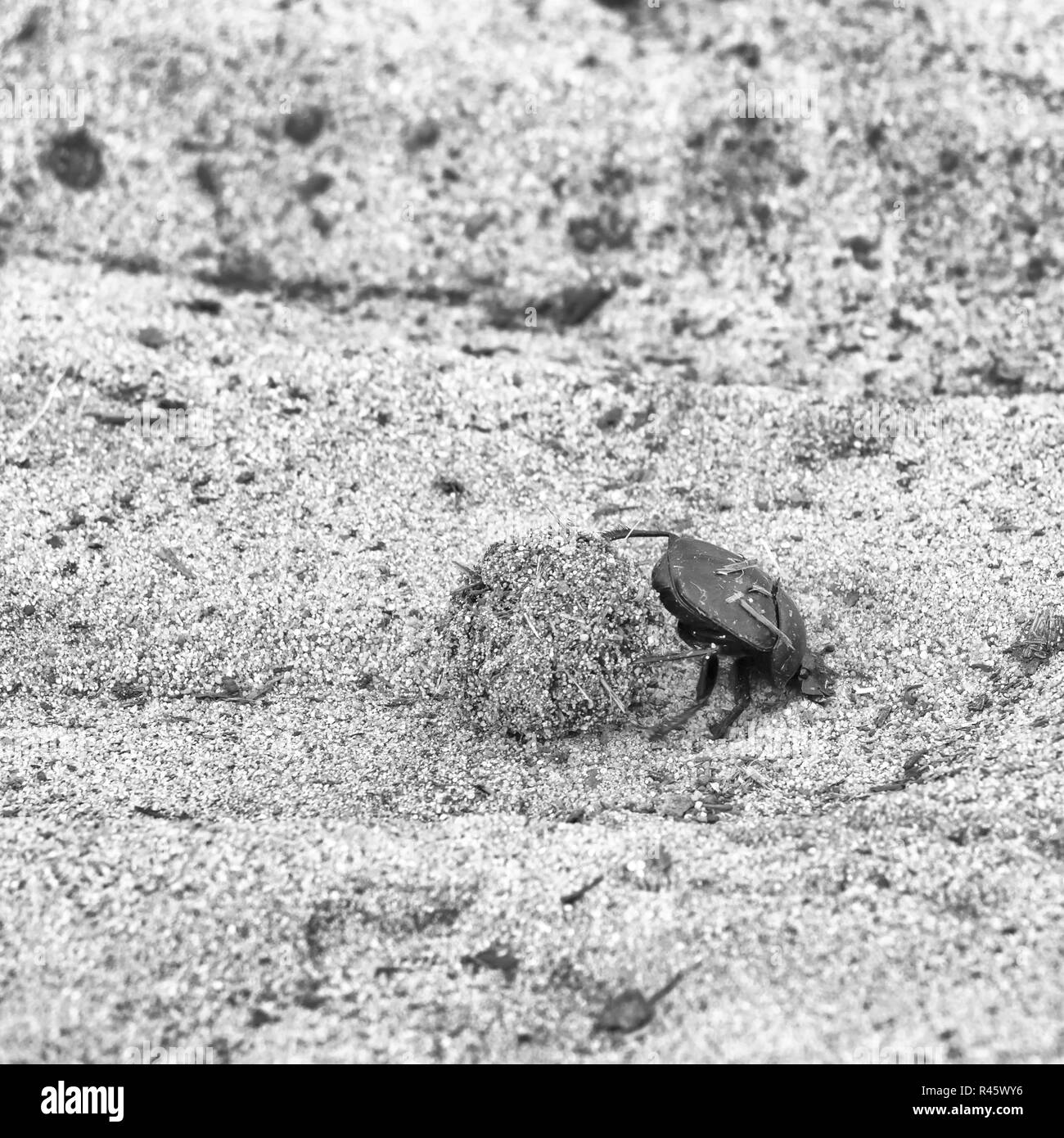 Dung beetle pushes his ball Stock Photo