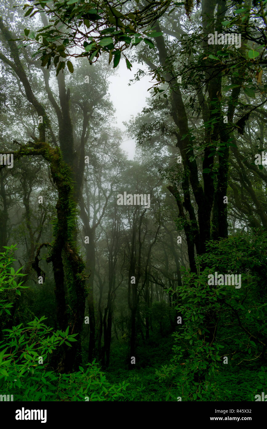 Old cedar forest/ deodar forest, Mussoorie Stock Photo