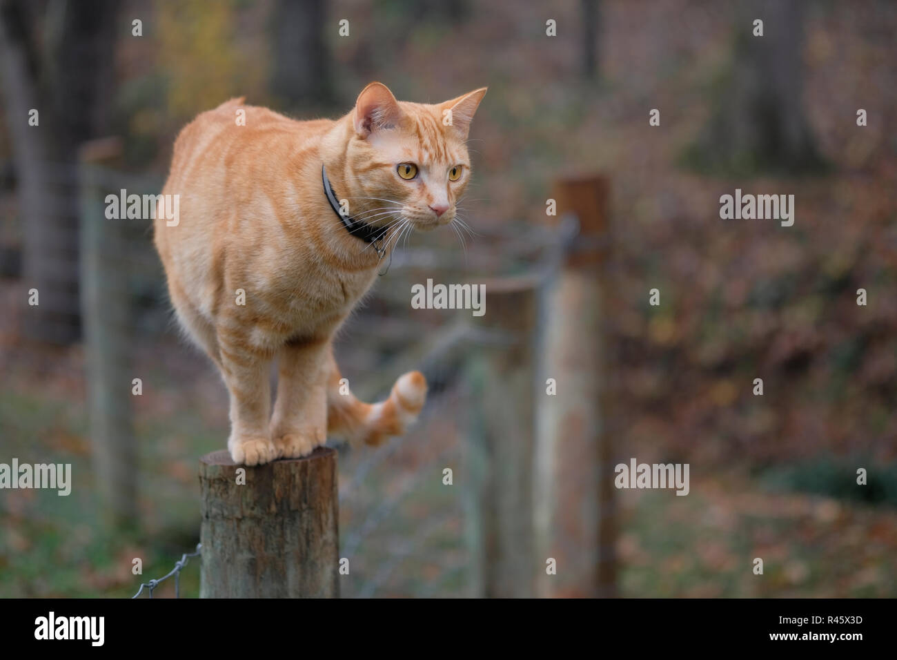 Orange cat on a fence post Stock Photo