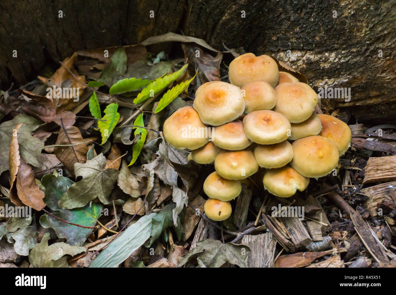 cluster of sulphur tuft mushrooms also known as the clustered woodlover in autumn season in the forest Stock Photo