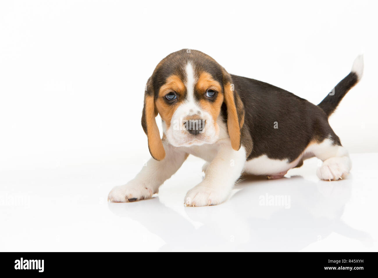 Beagle puppy on white background Stock Photo - Alamy