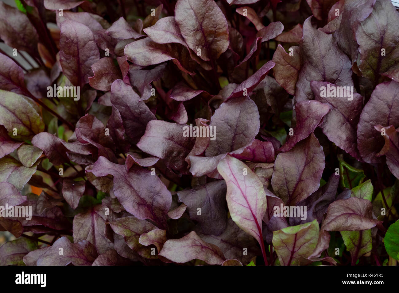 Baby beetroot salad leaves, variety bulls blood Stock Photo Alamy