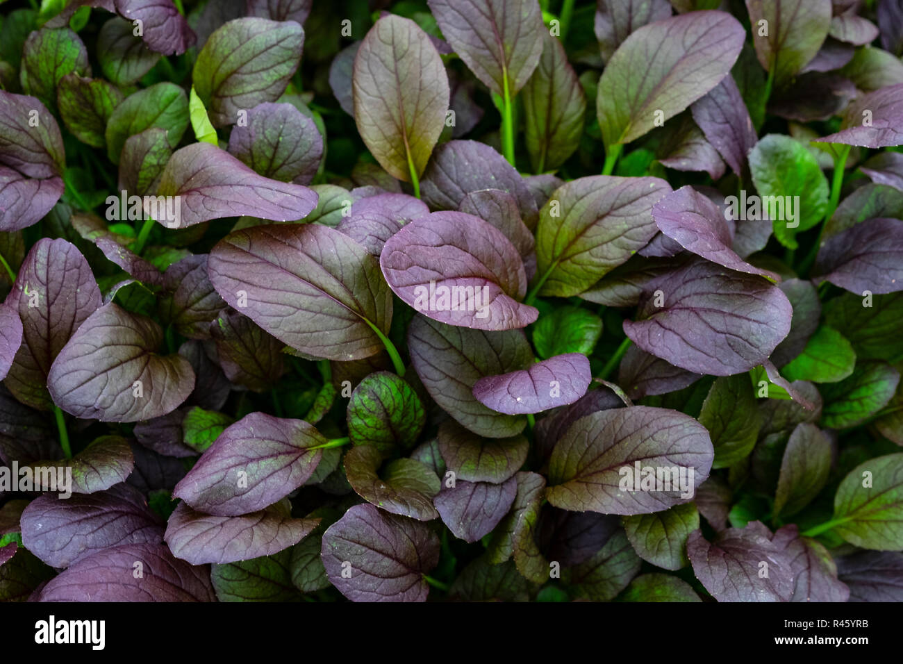 Pak choi baby leaf salad growing Stock Photo