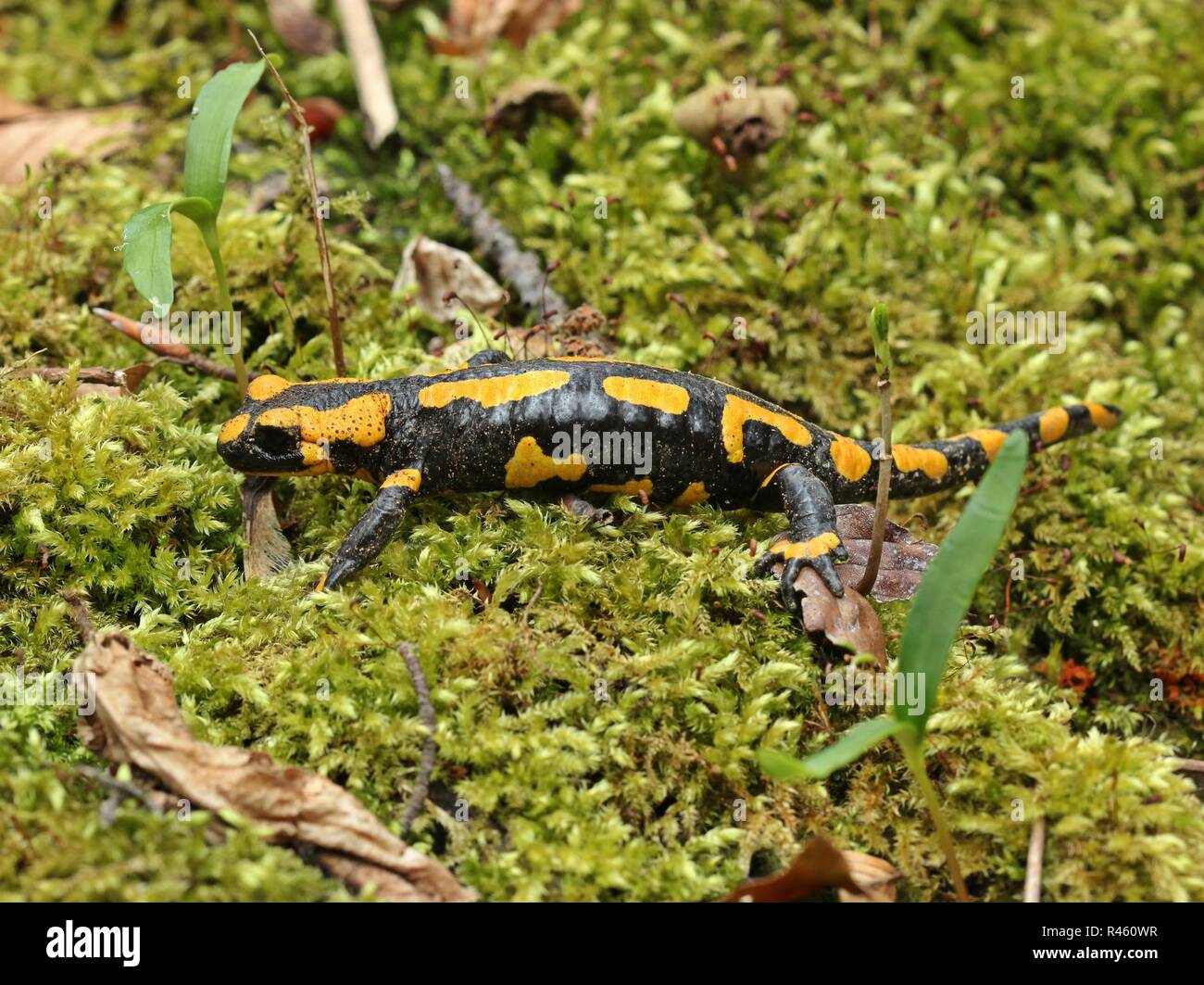 fire salamander in the kellerwald national park Stock Photo Alamy