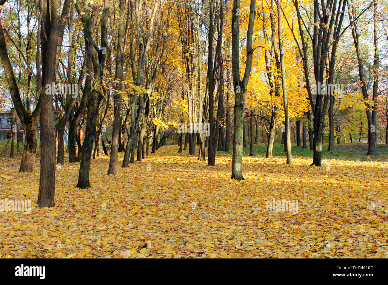 Autumn park with trees and yellow leaves Stock Photo - Alamy
