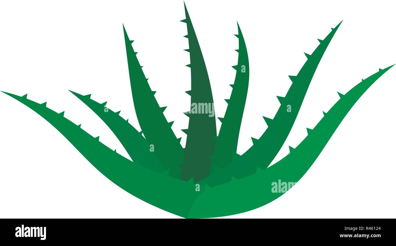 Aloe vera icon. Flat illustration of aloe vera vector icon for web isolated  on white Stock Vector Image & Art - Alamy