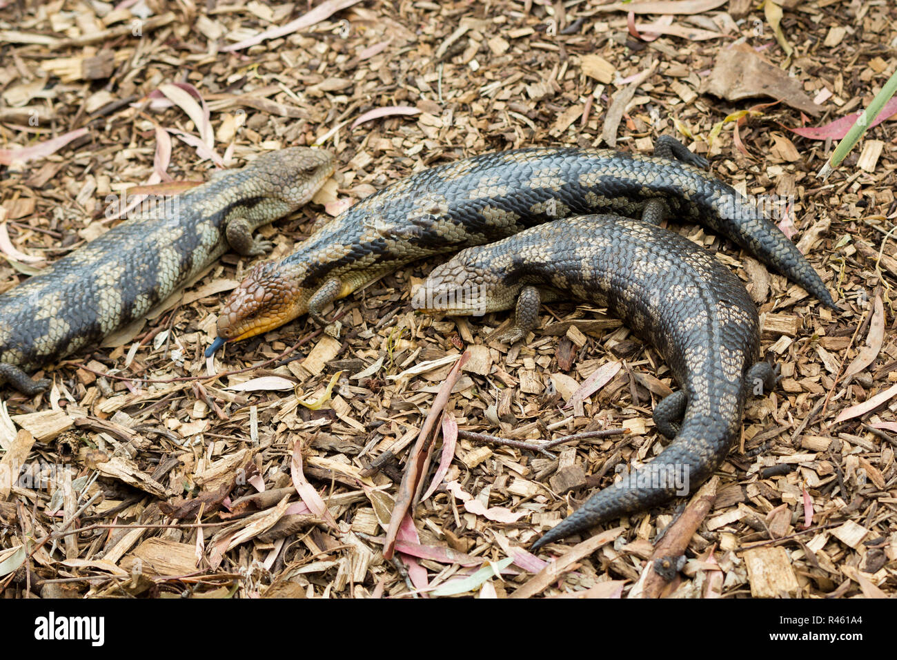 Tasmanian bluetongued lizards Stock Photo Alamy