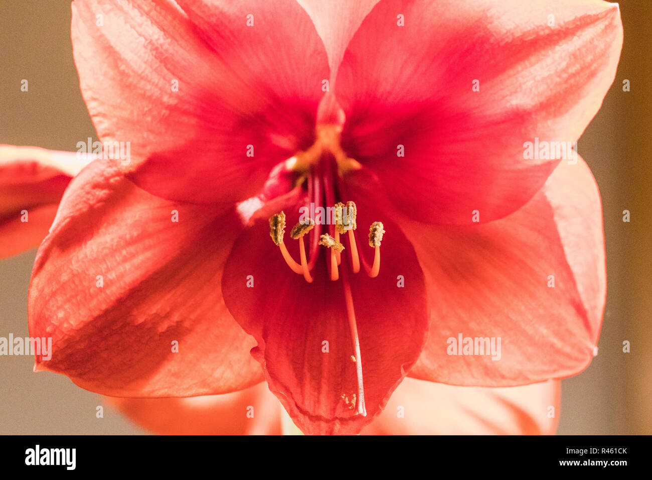 Soft focus image of full bloom pink amarylis flowers, switzerland Stock Photo