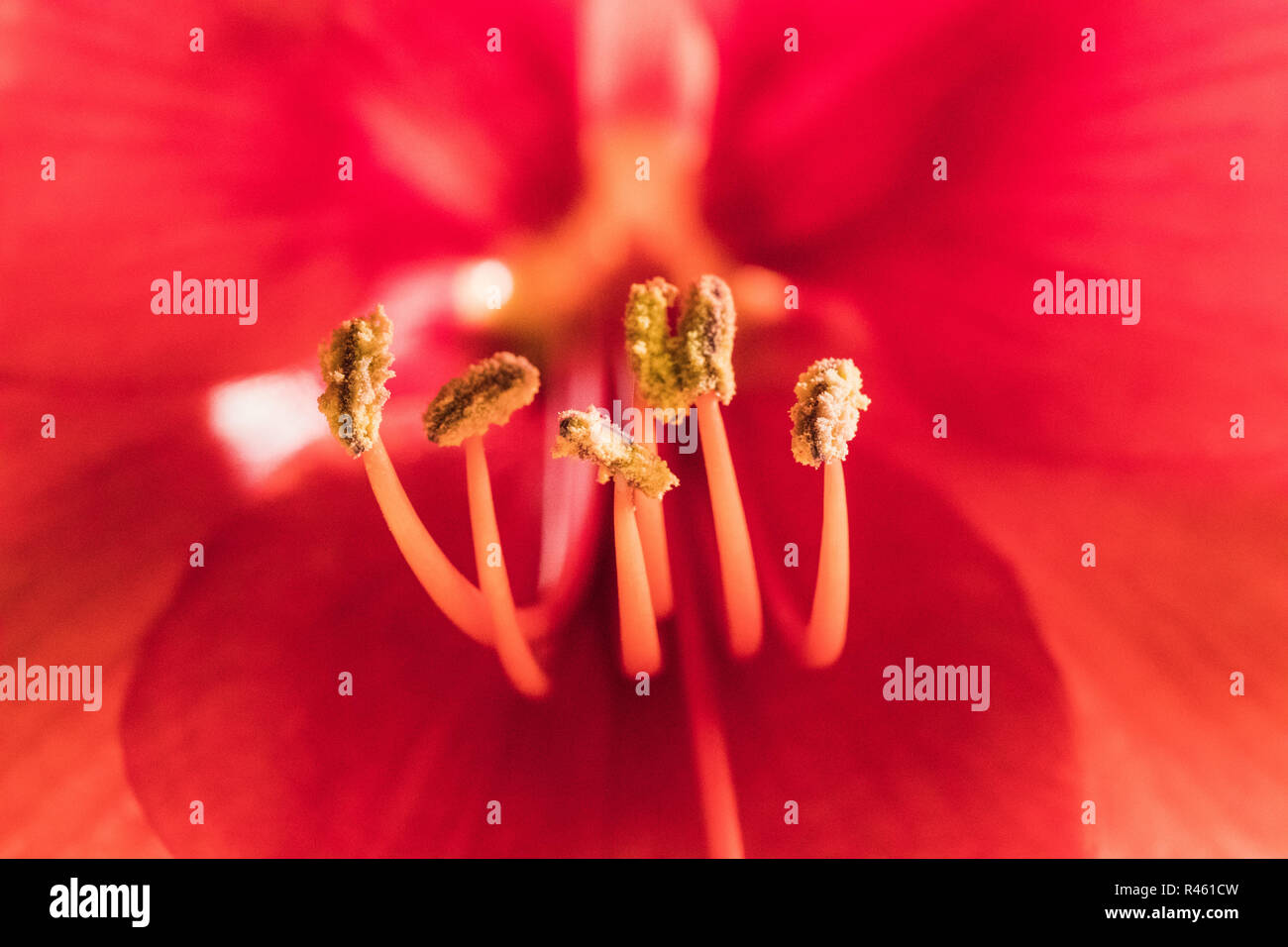 Soft focus image of full bloom pink amarylis flowers, switzerland Stock Photo