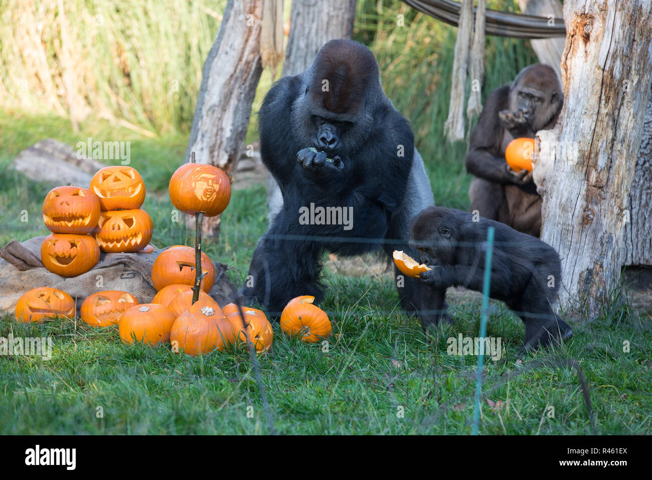 Breakfast time will be getting a macabre makeover this Halloween