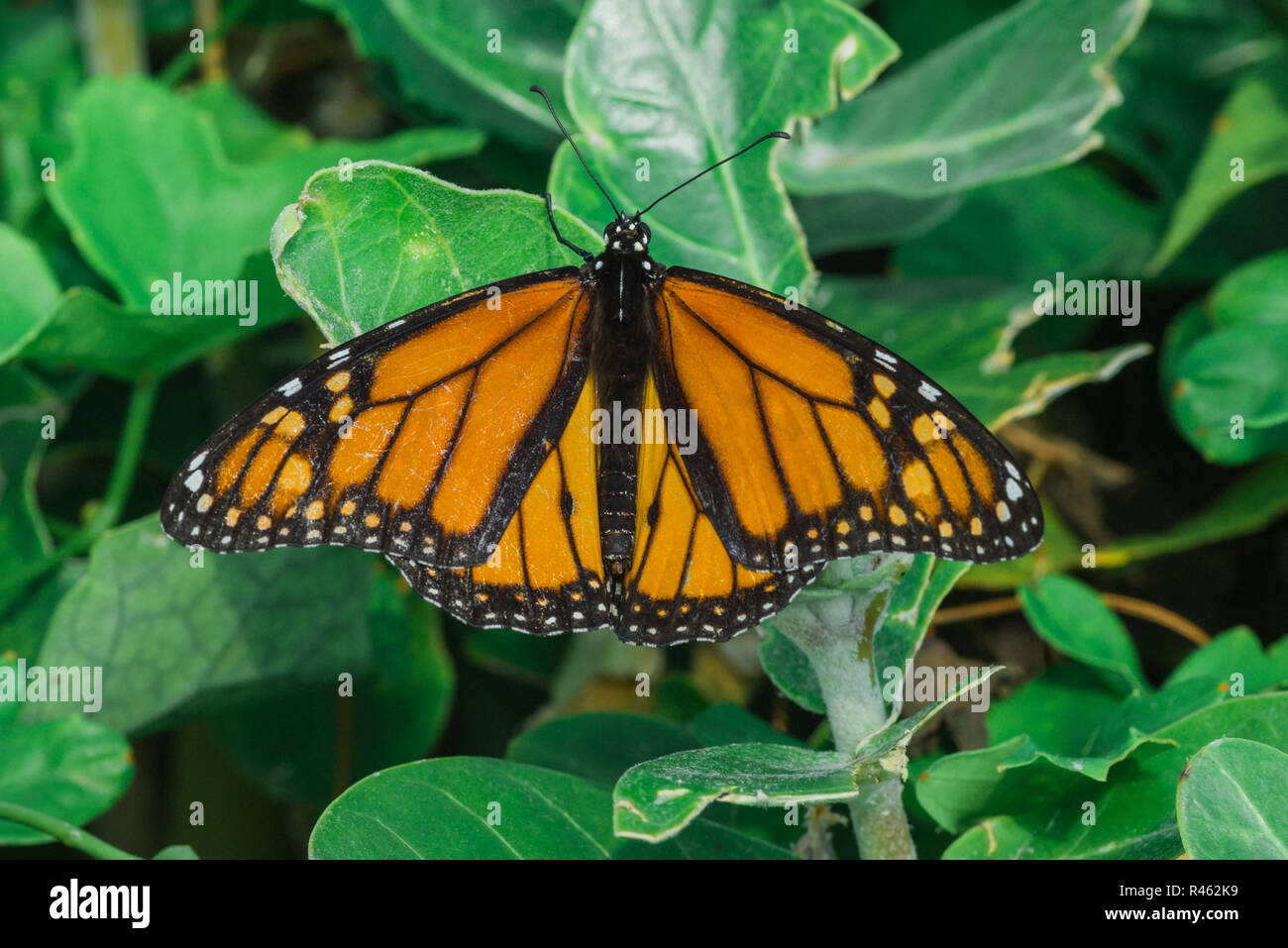Ventral View of a Monarch Butterfly Stock Photo