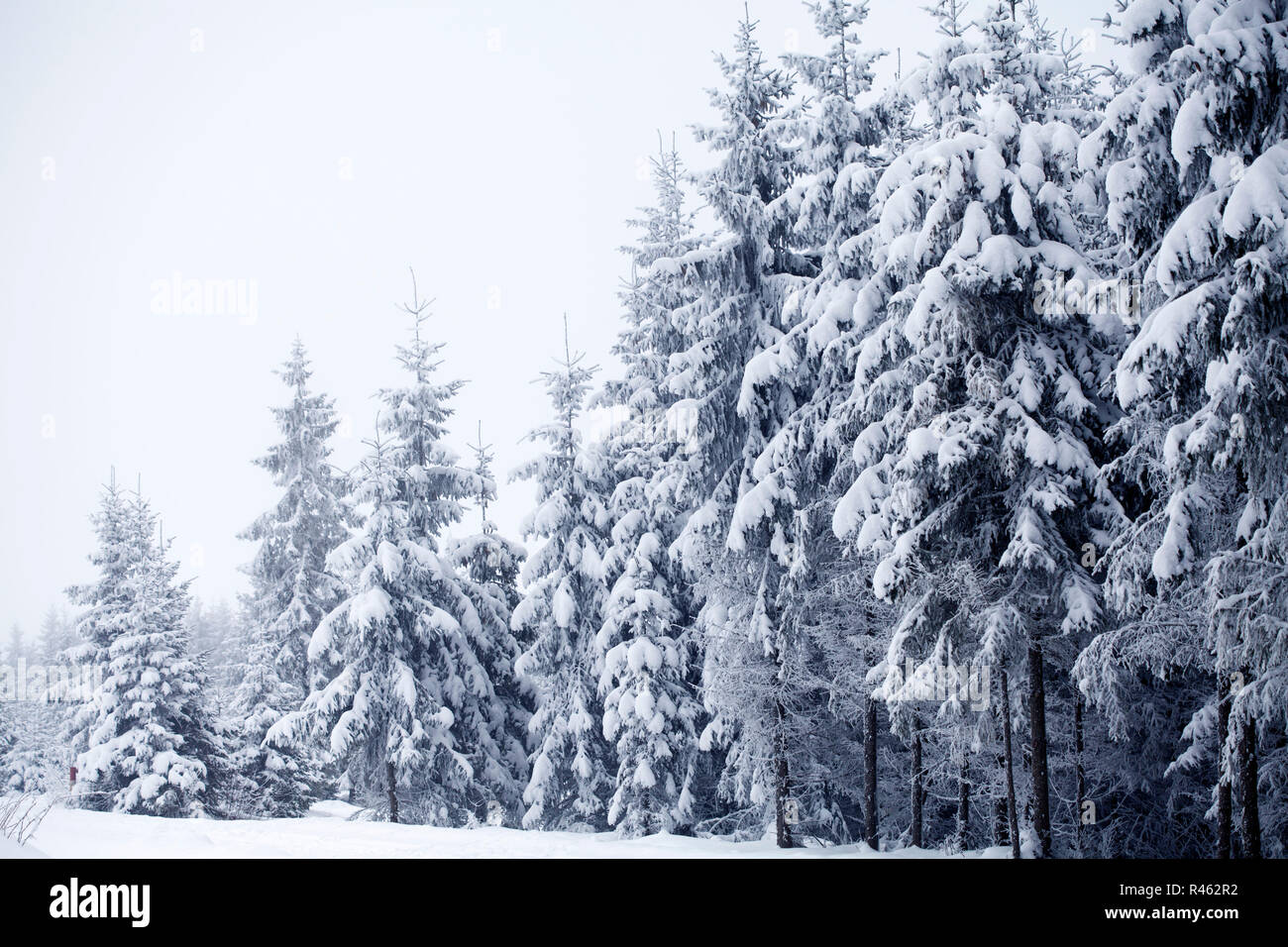 Christmas background with snowy fir trees Stock Photo - Alamy