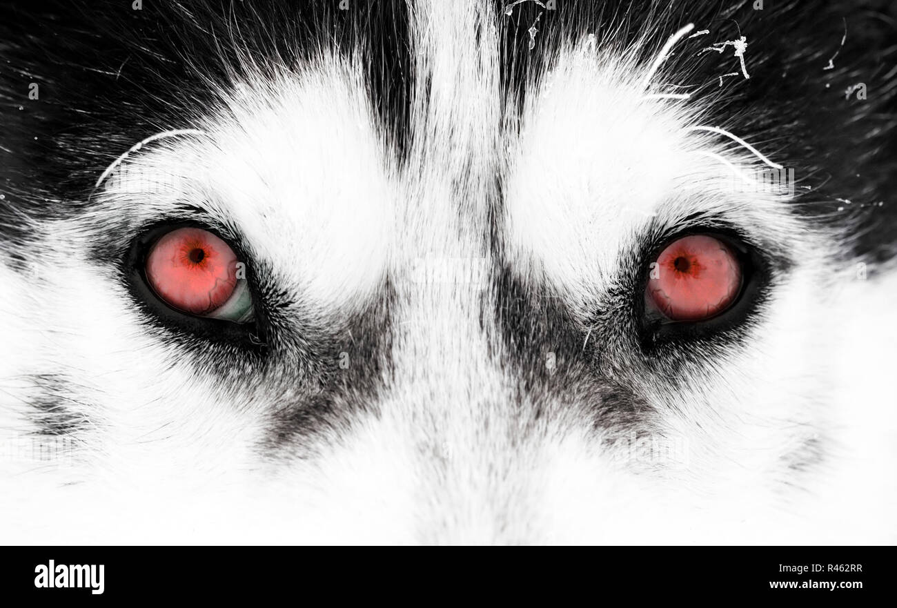 Close-up shot of husky dog's red eyes Stock Photo - Alamy