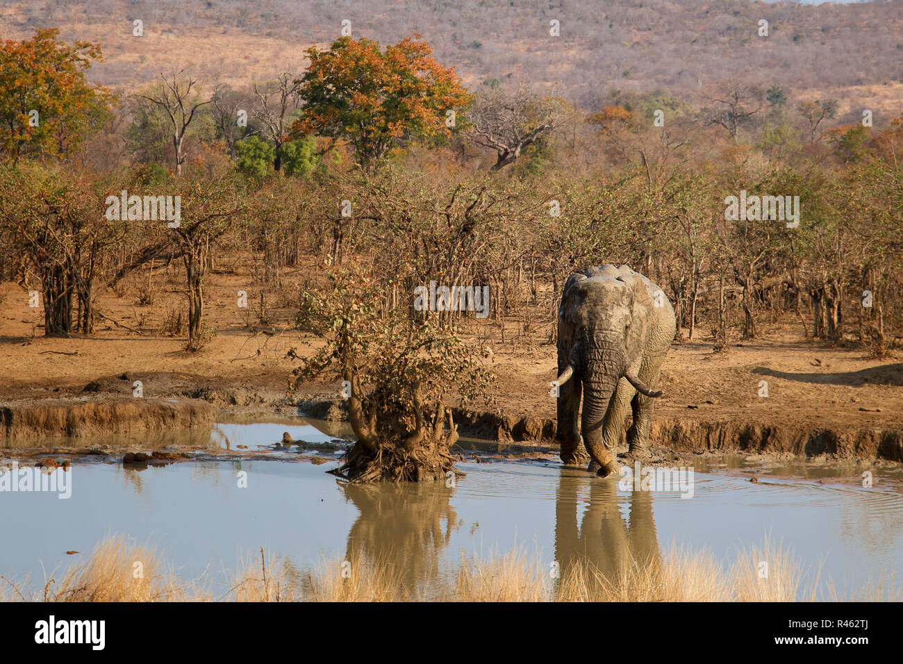 at the punda maria wasserloch Stock Photo